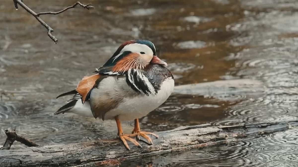 Un oiseau rare à Laval