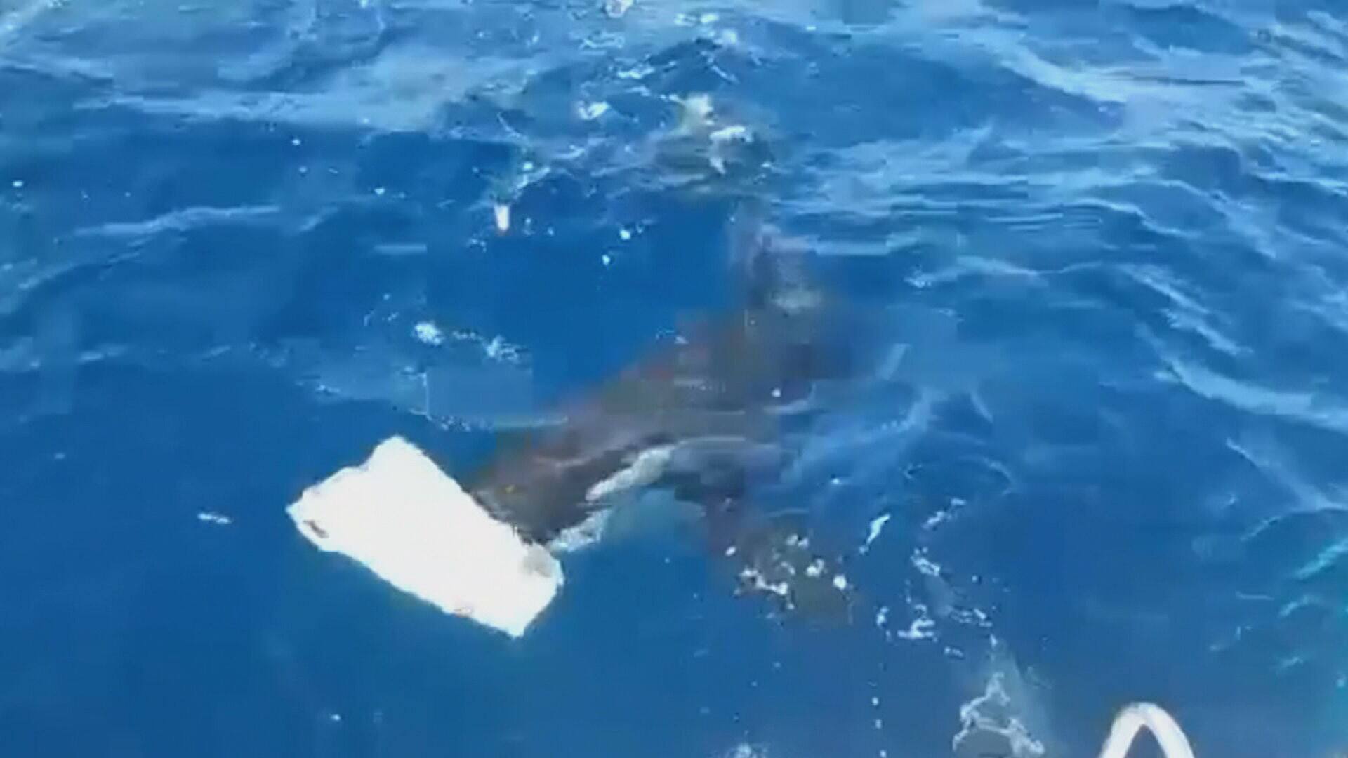 on video | Possibly spurred on by an old shock, groups of orcas attack