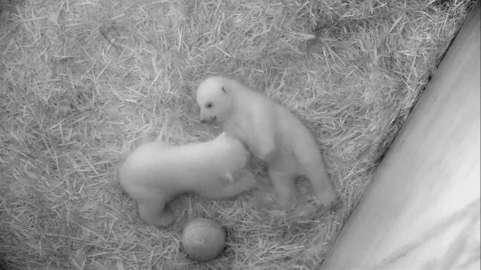 &Agrave; VOIR | Des images adorables de b&eacute;b&eacute;s ours polaires