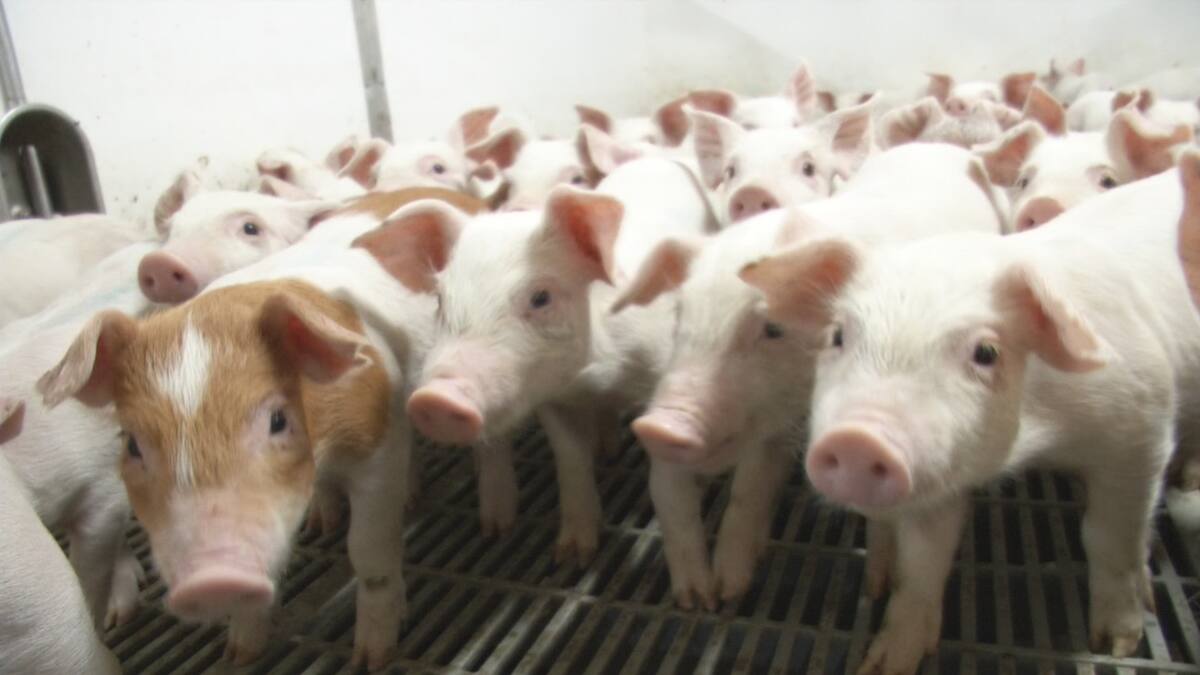 Des porcs entassés faute de places dans les abattoirs