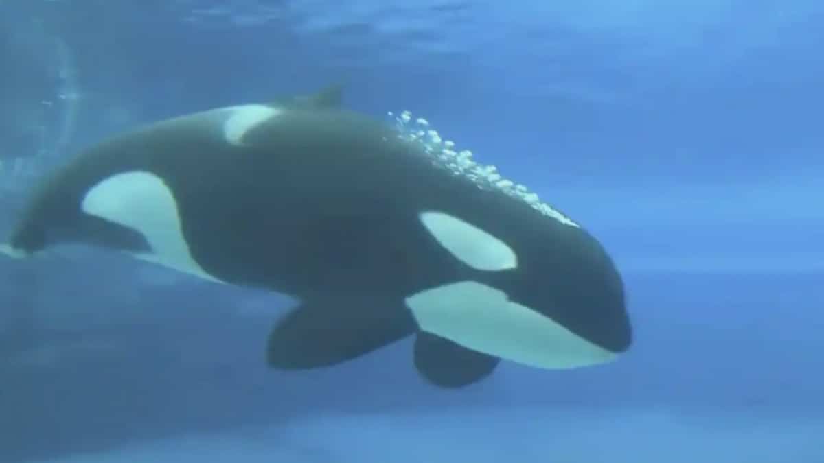 Kiska l’orque: «C’est un traitement qu’on ne réserve même pas aux criminels»