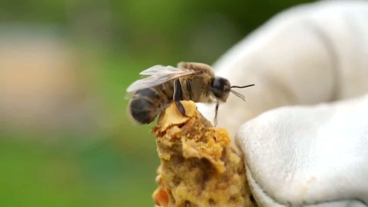 La chimie des abeilles et des guêpes