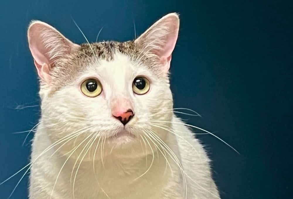 Le chat Samy mérite une deuxième chance