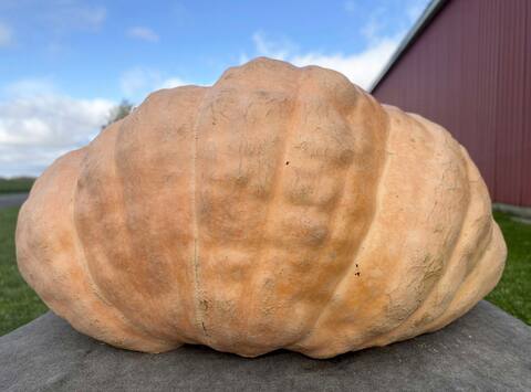 Jim Bryson, his daughter Kelsey and their big pumpkin, have just set the record.