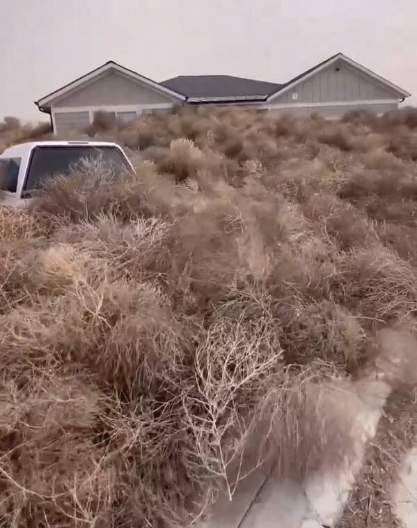 'Absolutely insane': US cities hit by wave of wild grass balls