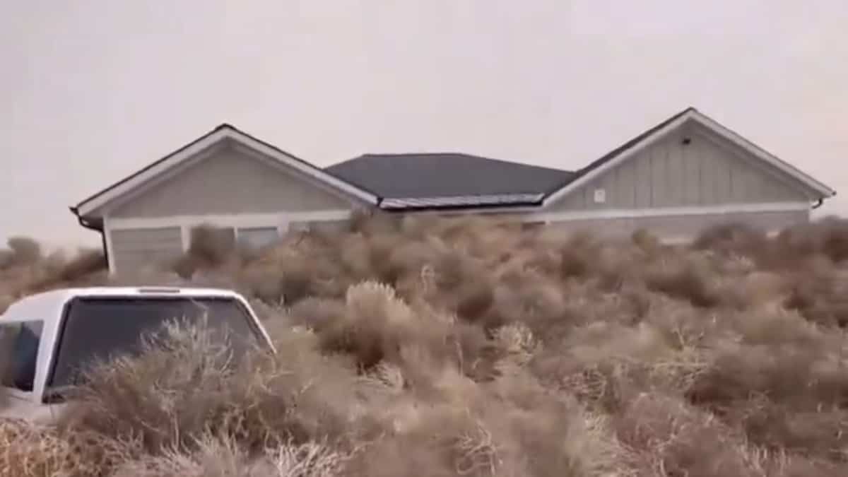 'Absolutely crazy': American cities attacked by a wave of wild grass balls 'Absolutely crazy': American cities attacked by a wave of wild grass balls