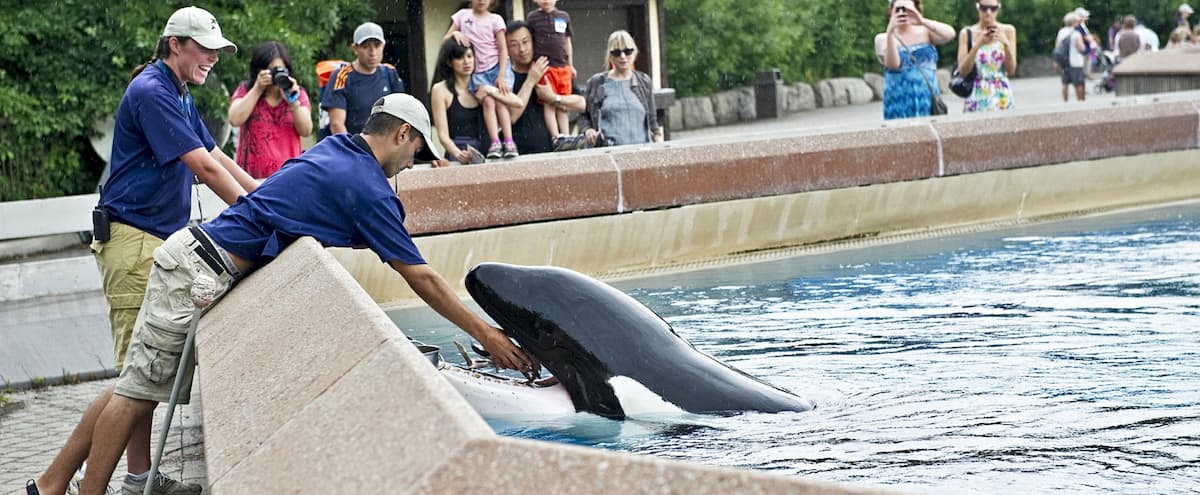 Marineland: pression pour libérer «l'épaulard le plus seul au monde»