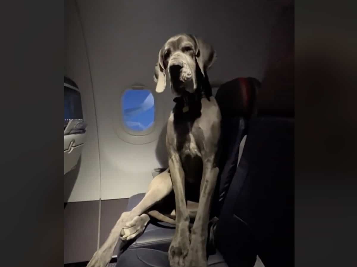 Il paie trois billets d’avion pour voyager avec son chien JDM
