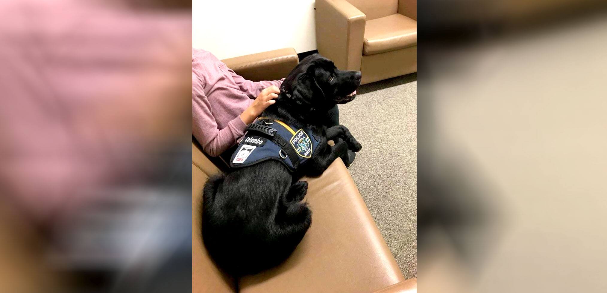 R&eacute;orientation de carri&egrave;re pour Colombo, le chien de soutien de la police de Sherbrooke