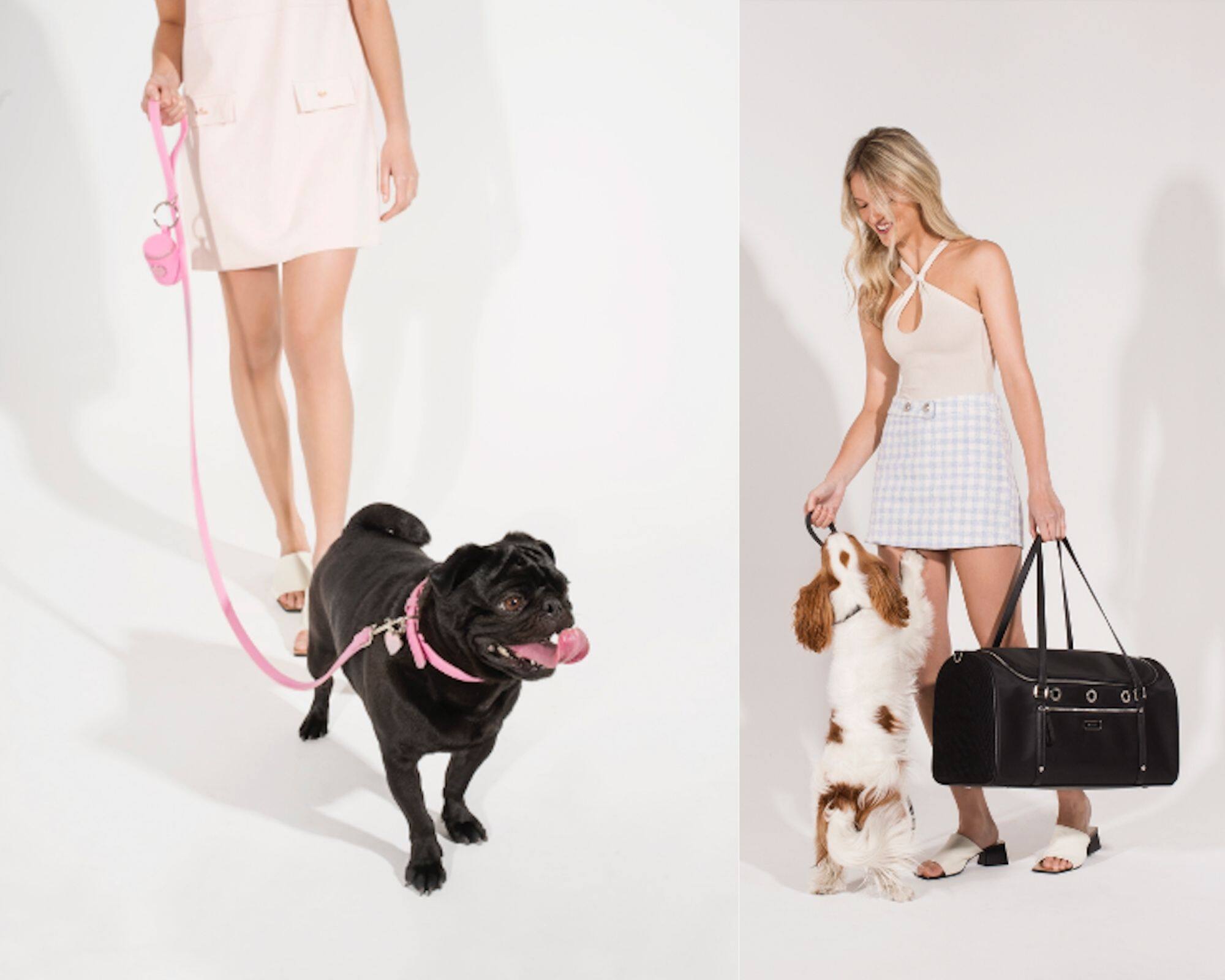 Lambert lance une mini collection pour chien