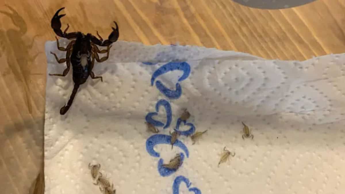 Elle ramène des scorpions dans sa valise