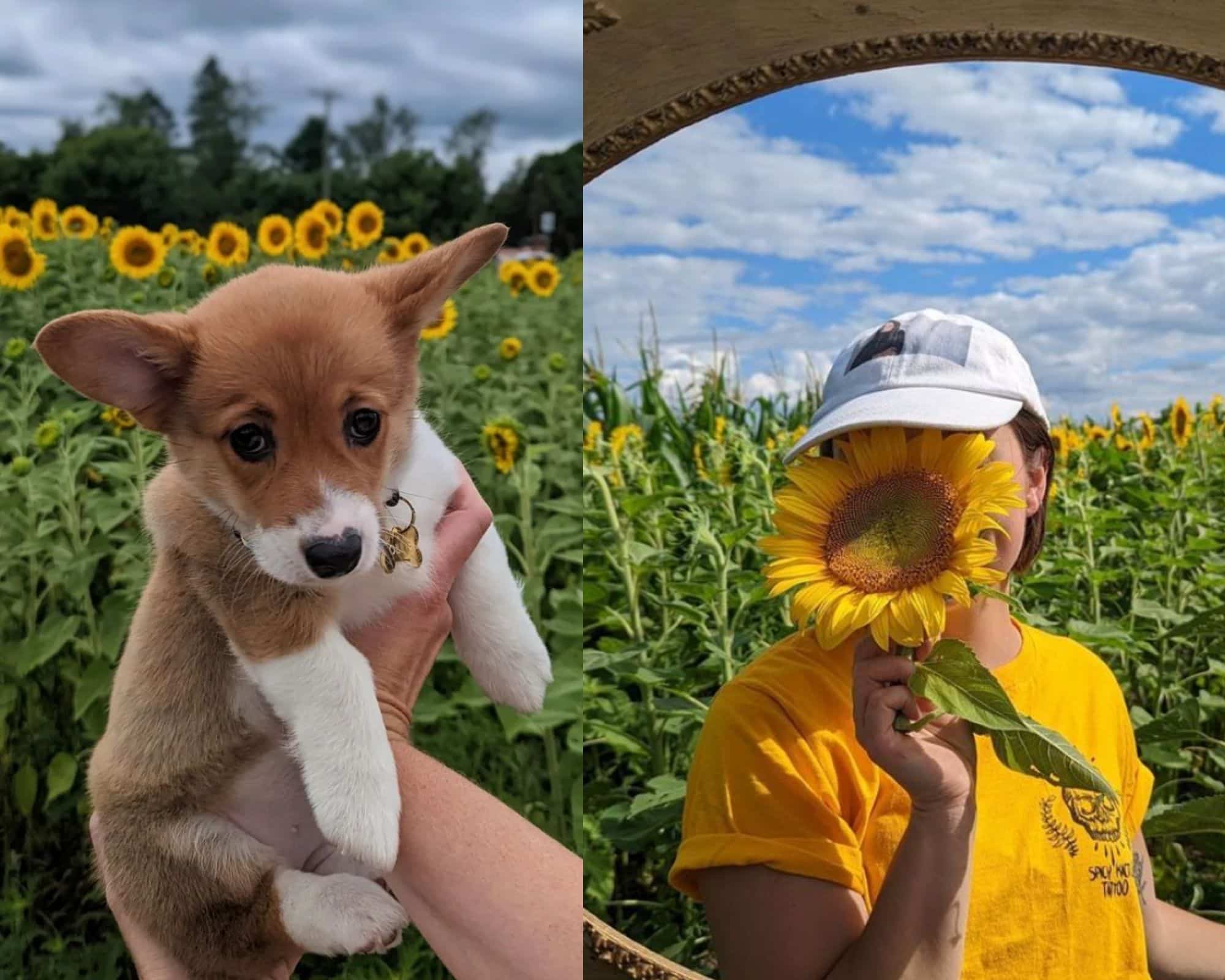 Vous pouvez cueillir des tournesols à 1h de MTL