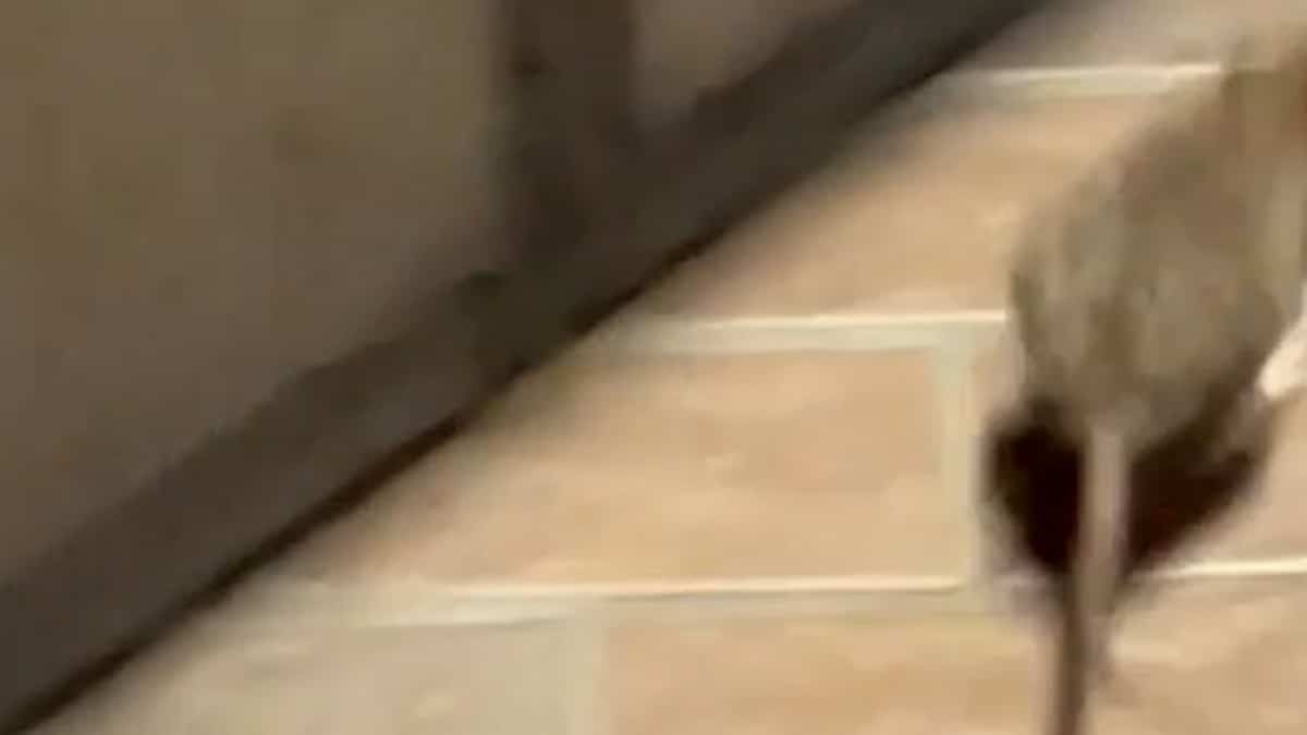 Quebec Rats Un rat se promène à l’UQAM | Le Journal de Montréal