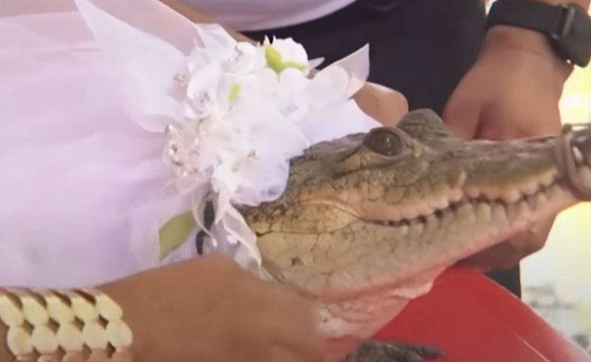 Un maire mexicain se marie avec... un alligator
