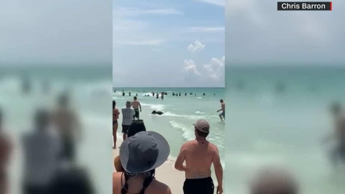 In the video | A black bear appears on a Florida beach In the video | A black bear appears on a Florida beach