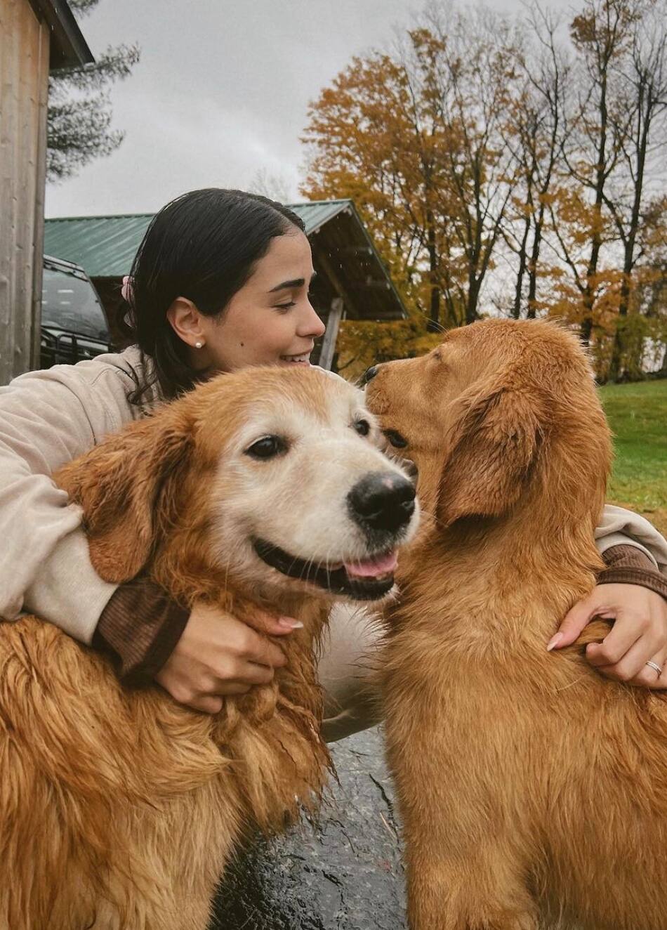 Une ferme de Golden Retrievers au Vermont 