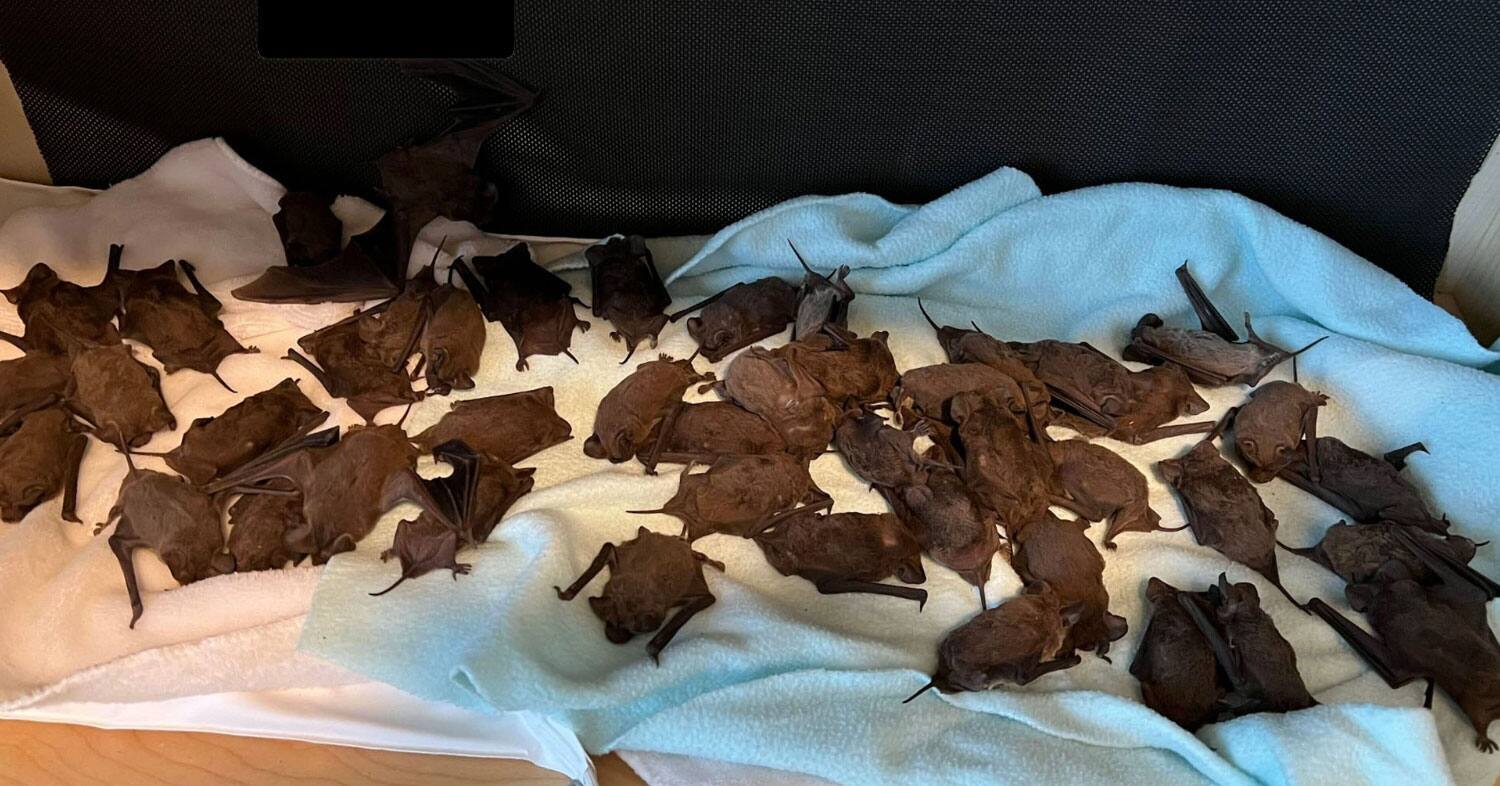 [EN IMAGES] Une centaine de chauves-souris congelées par le froid ...