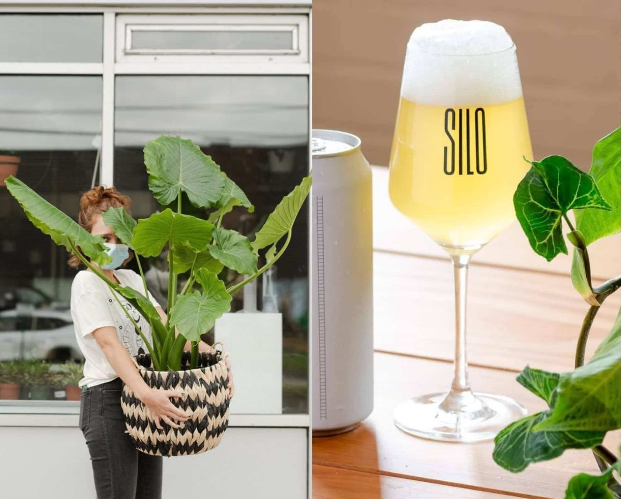 Une vente de plantes d’intérieur en novembre