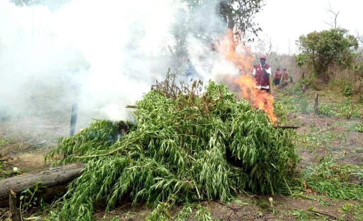 255 hectares de champs de cannabis d&eacute;truits par la police