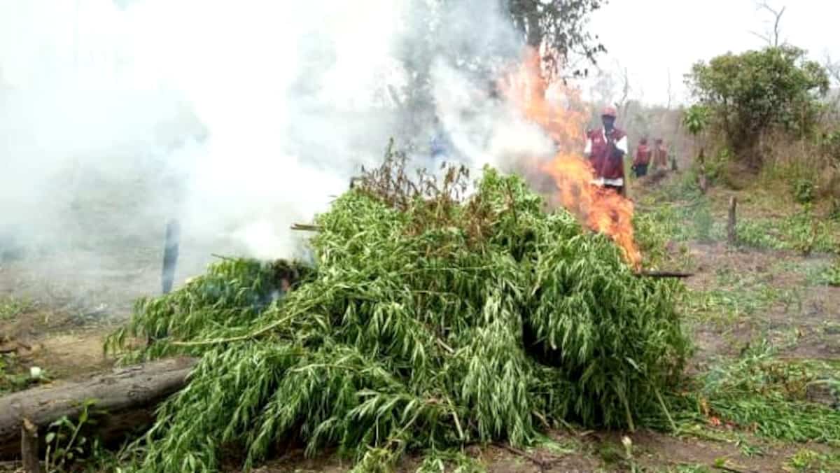 255 hectares de champs de cannabis détruits par la police