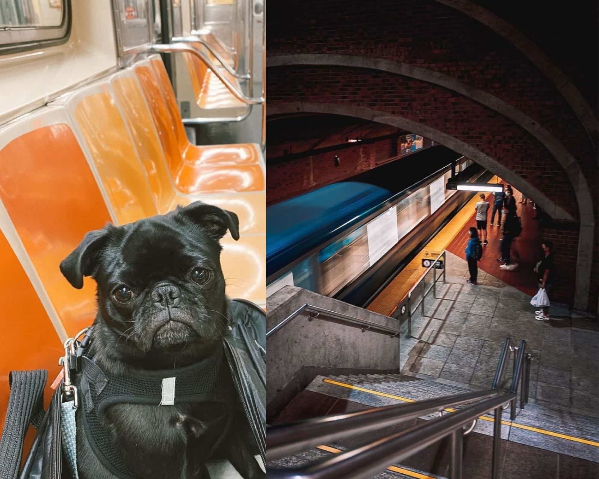 Les chiens bientôt admis dans le métro de Montréal