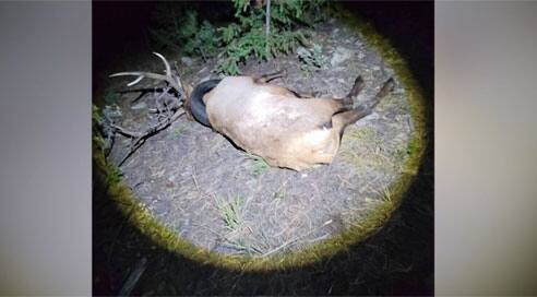 Un wapiti am&eacute;ricain enfin lib&eacute;r&eacute; du pneu coinc&eacute; autour de son cou depuis deux ans