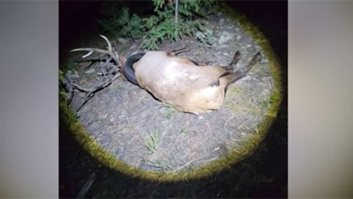 Un wapiti américain enfin libéré du pneu coincé autour de son cou depuis deux ans