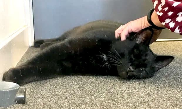 Royaume-Uni: cinq apr&egrave;s sa disparition, un chat retrouv&eacute; sur une plateforme offshore