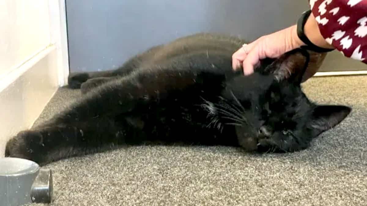 Royaume-Uni: cinq après sa disparition, un chat retrouvé sur une plateforme offshore