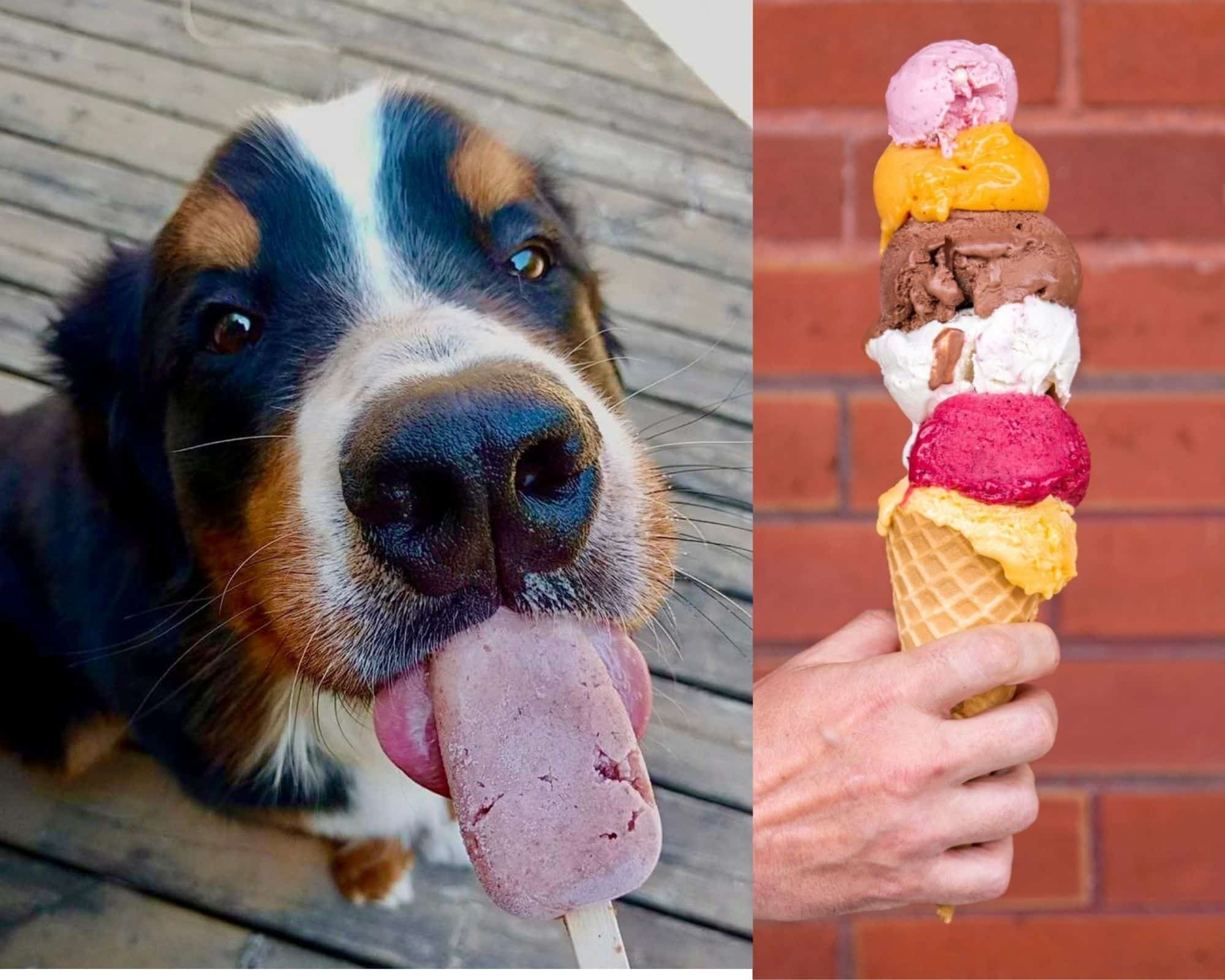 Cette gelateria lance du gelato pour chien   