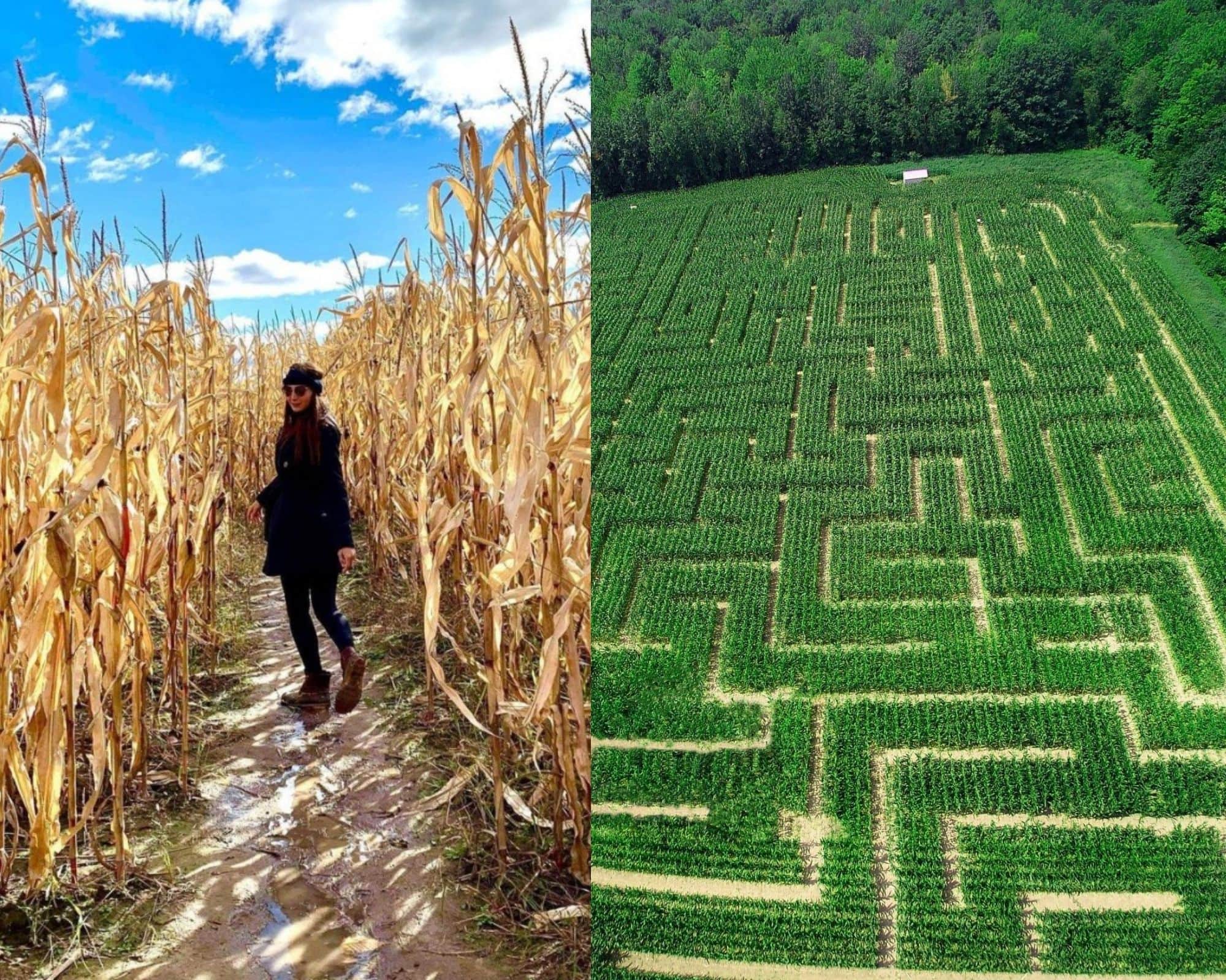 Un labyrinthe géant un verger près de Montréal