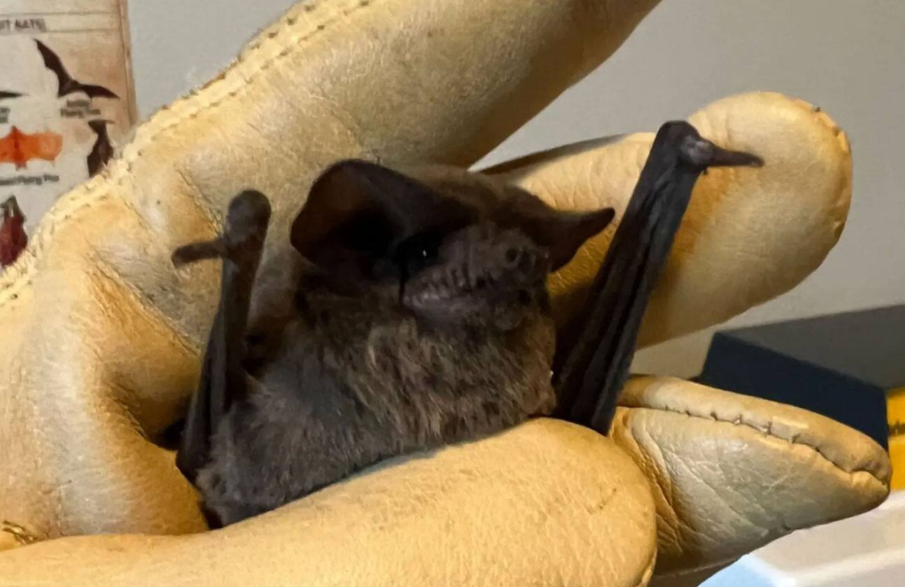 A hundred bats frozen by the polar cold in Texas Archyde