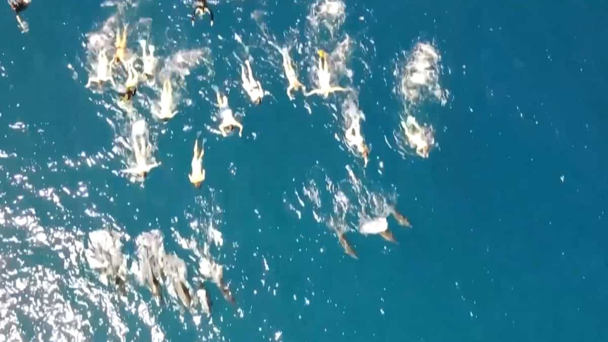 33 swimmers accused of harassing dolphins in Hawaii 33 swimmers accused of harassing dolphins in Hawaii
