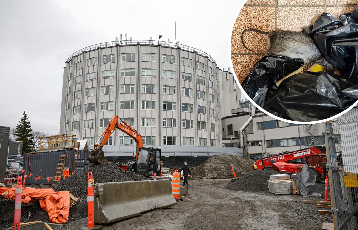 Des rats se sont infiltr&eacute;s &agrave; l'H&ocirc;pital Santa Cabrini