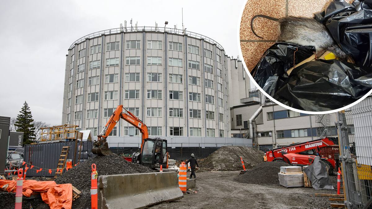 Des rats se sont infiltrés à l'Hôpital Santa Cabrini
