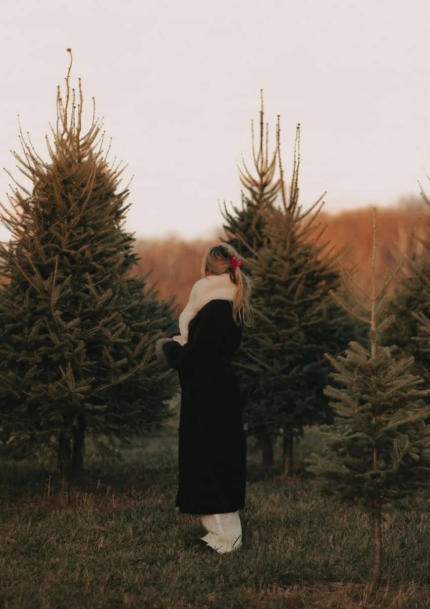 6 endroits où couper votre sapin de Noël 