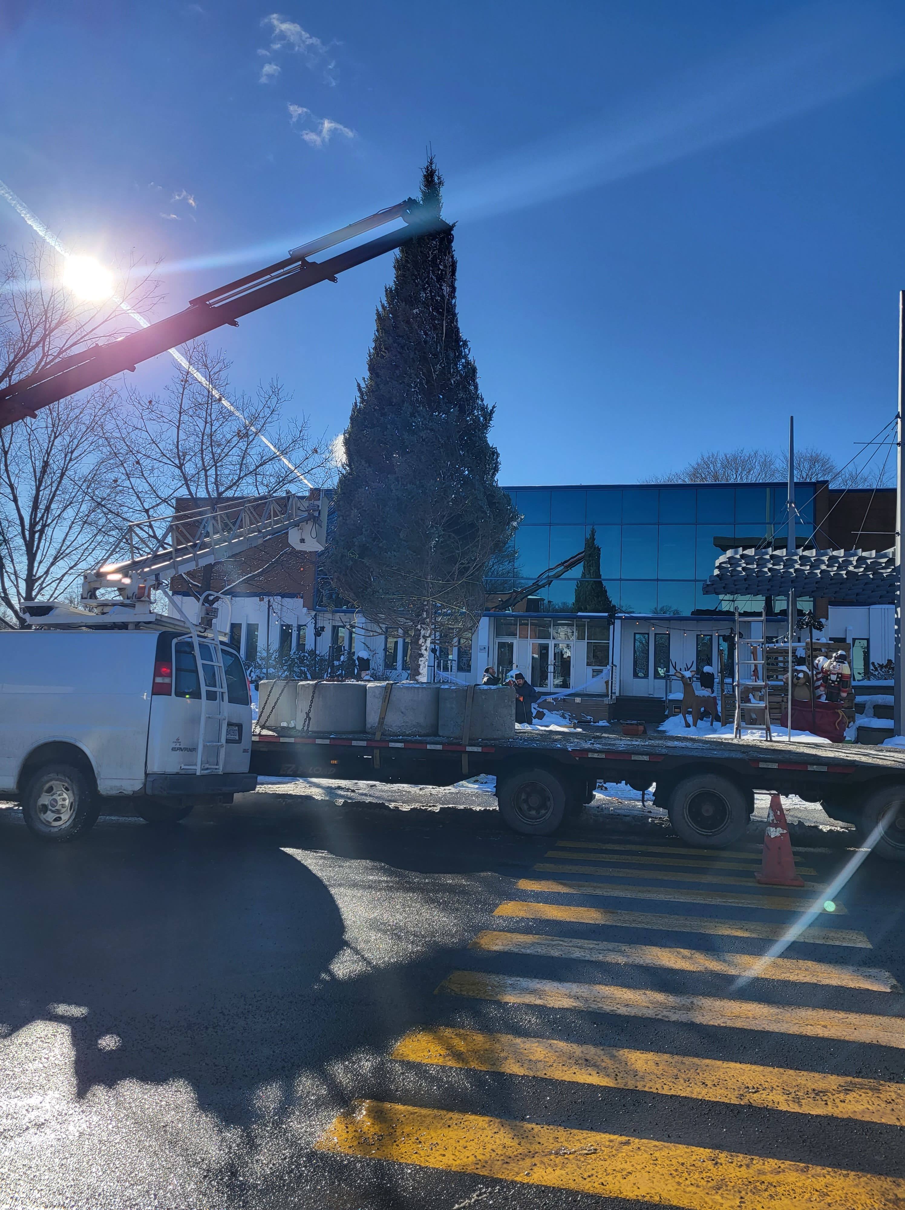Le plus gros sapin naturel extérieur jamais installé à Québec sera