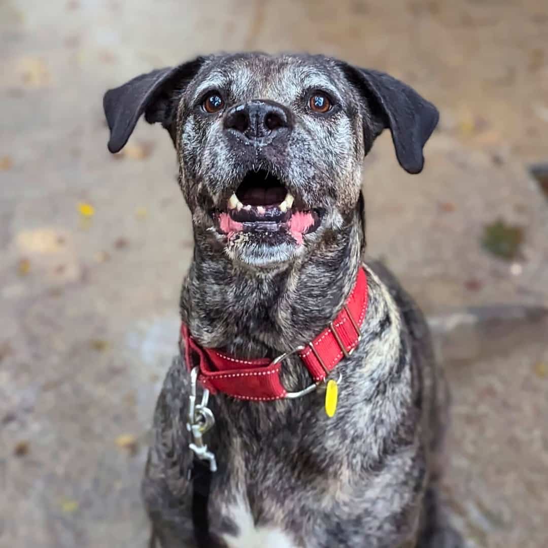 Sassy attend sa nouvelle famille depuis six mois