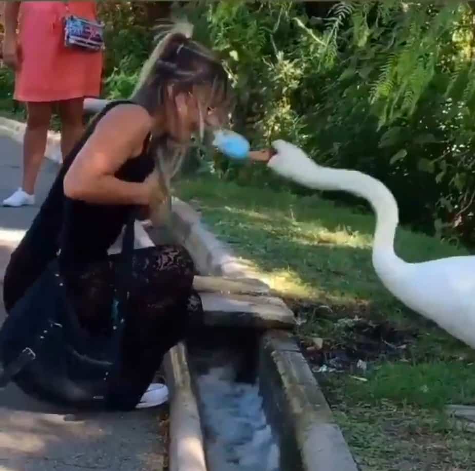 Image principale de l'article Attaquée par un cygne car elle porte mal le masque