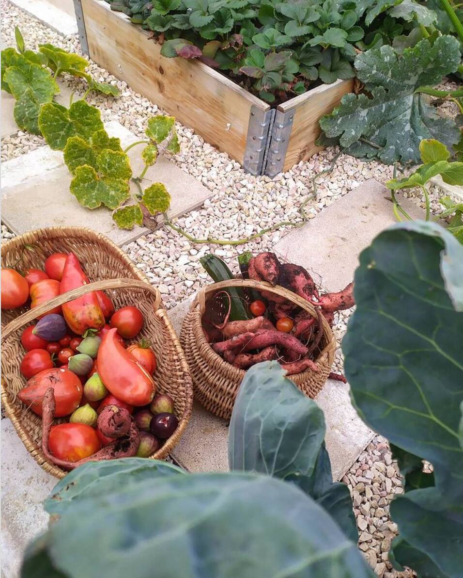 Image principale de l'article Conseils pour une boîte à potager ou à fleurs