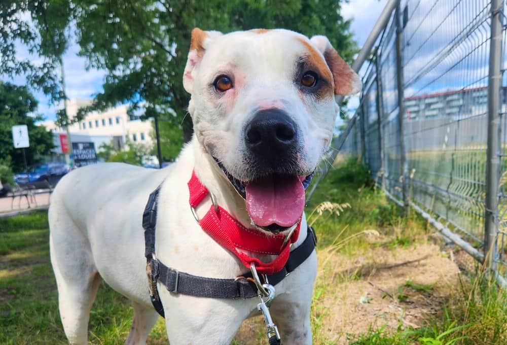 SPCA: journée d'adoption sans frais le 14 octobre 