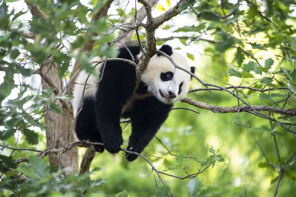 Cravate En Soie Asiatique - Ours Panda - Espèce Menacée - Océan