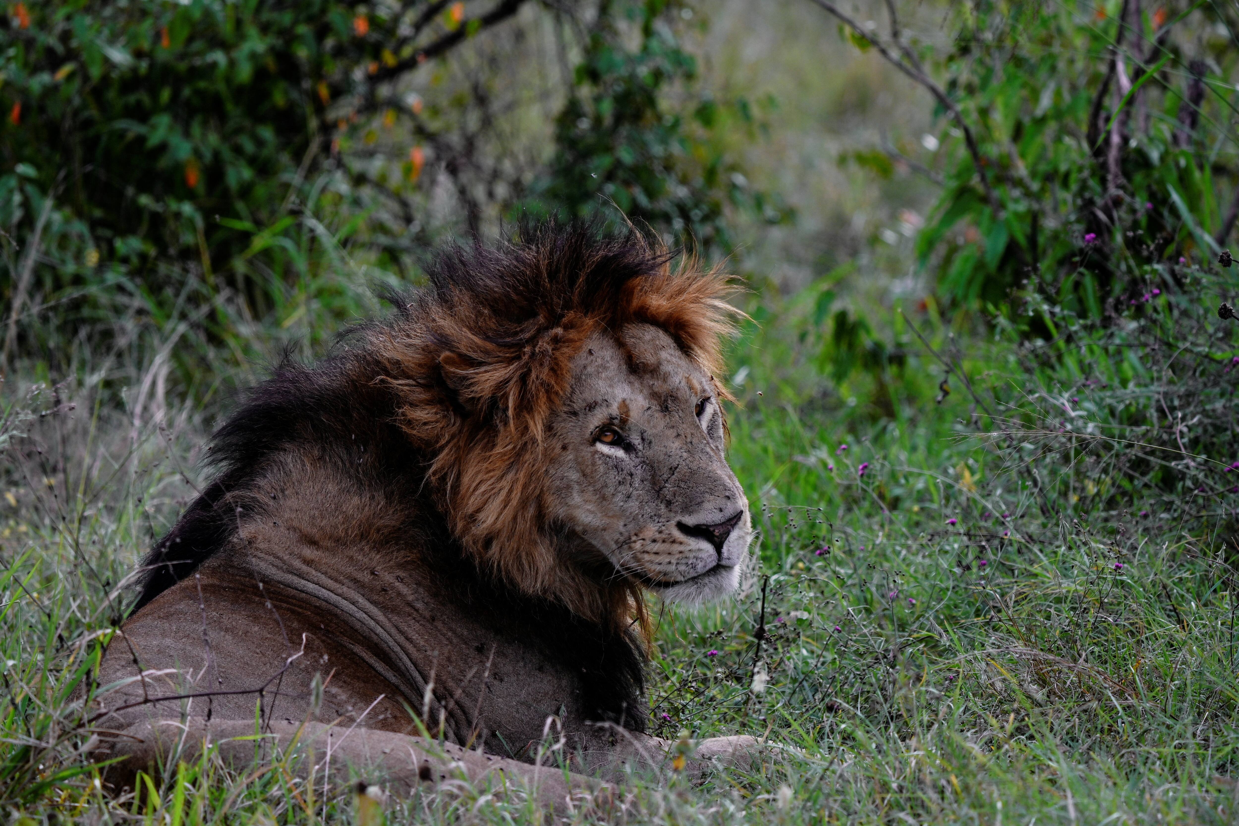 Confondu &agrave; un lion, un sac cr&eacute;e la panique dans un village au Kenya
