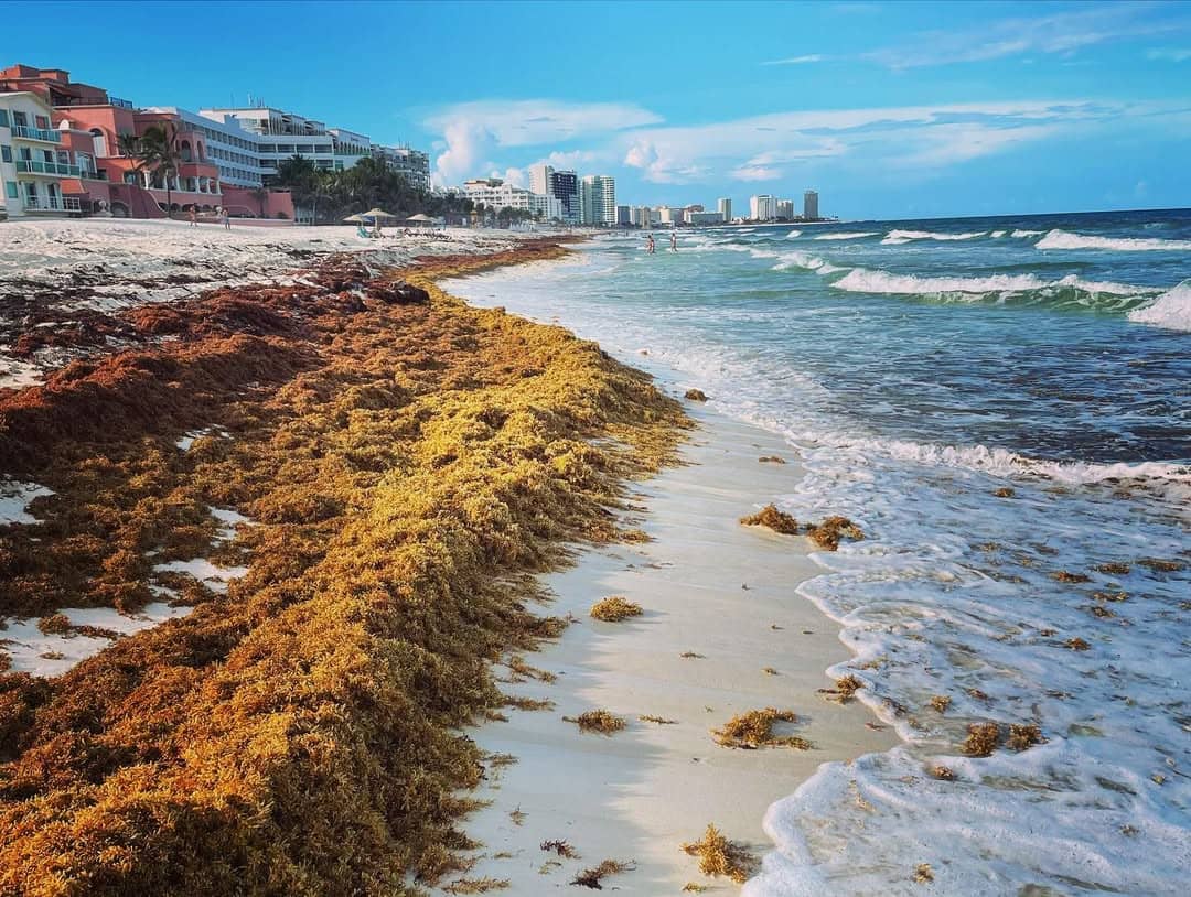 Les sargasses sont de retour: les plages des Cara&iuml;bes recouvertes d'algues comme jamais?