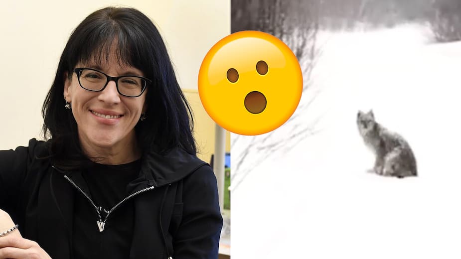 Sonia LeBel