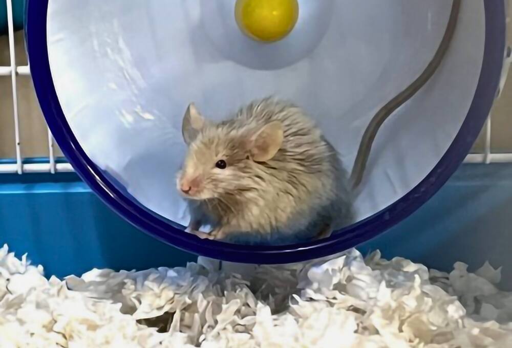 De jolies souris à la recherche de familles