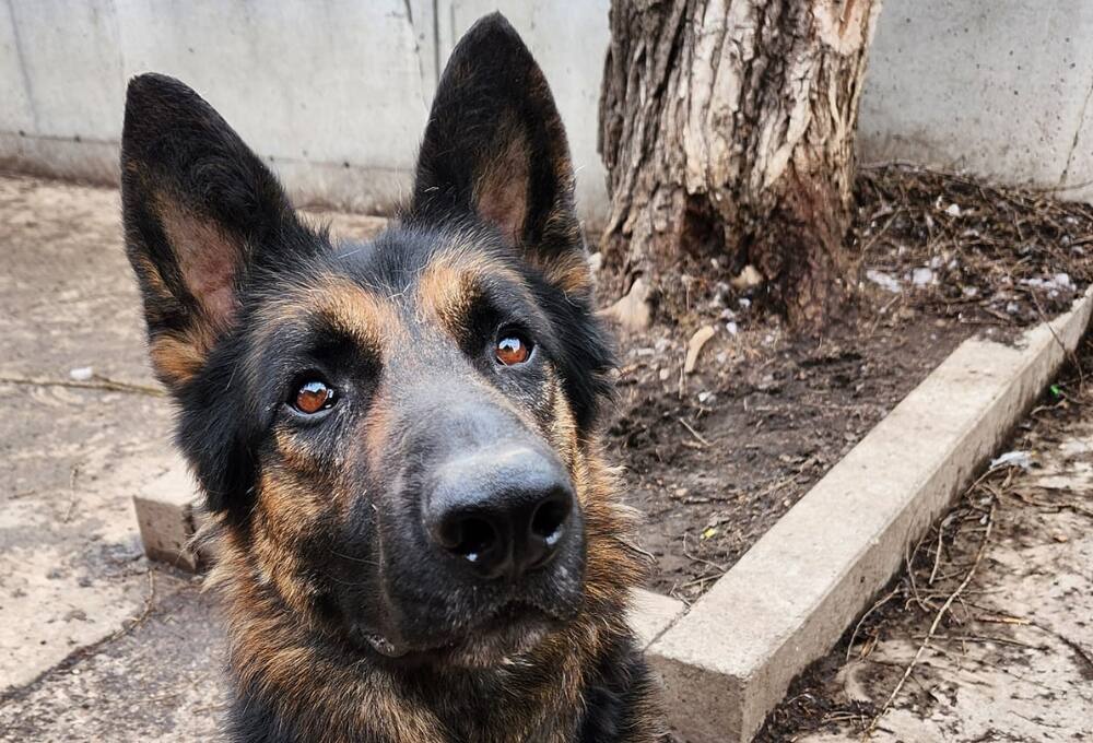 Le chien Sunny se cherche une vie à la campagne