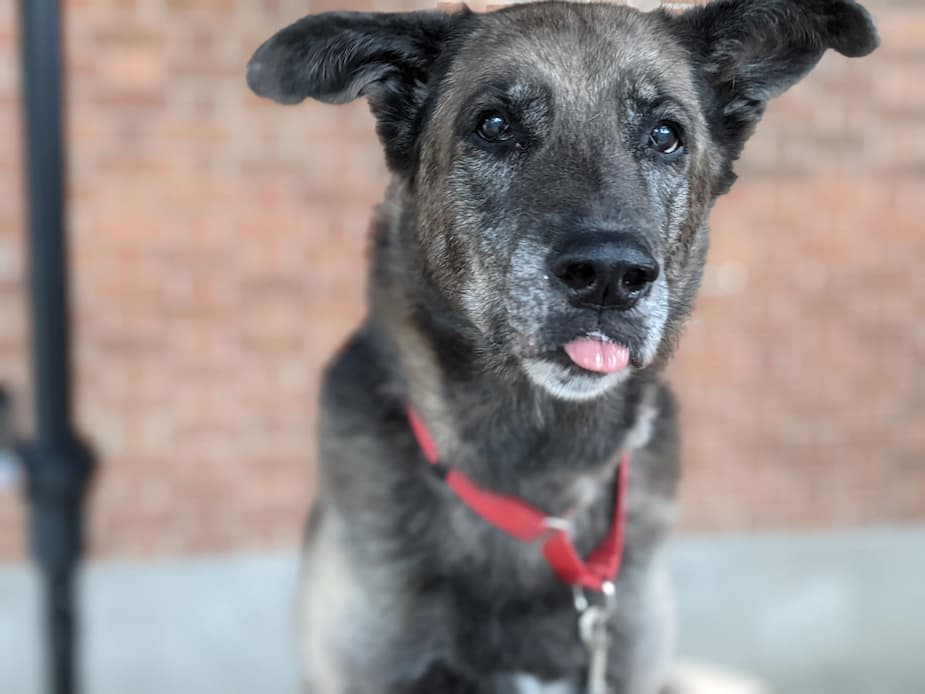 Image principale de l'article SPCA DE MONTRÉAL : SYBEL SE CHERCHE UNE FAMILLE
