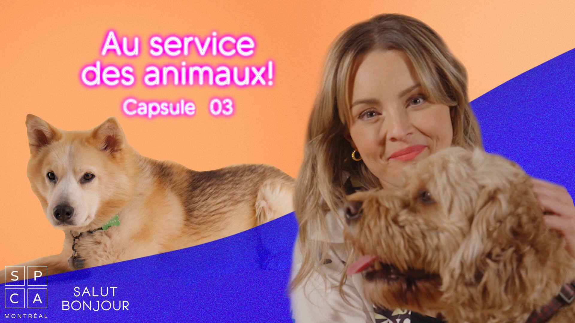 Réaliser un retour au travail avec un animal