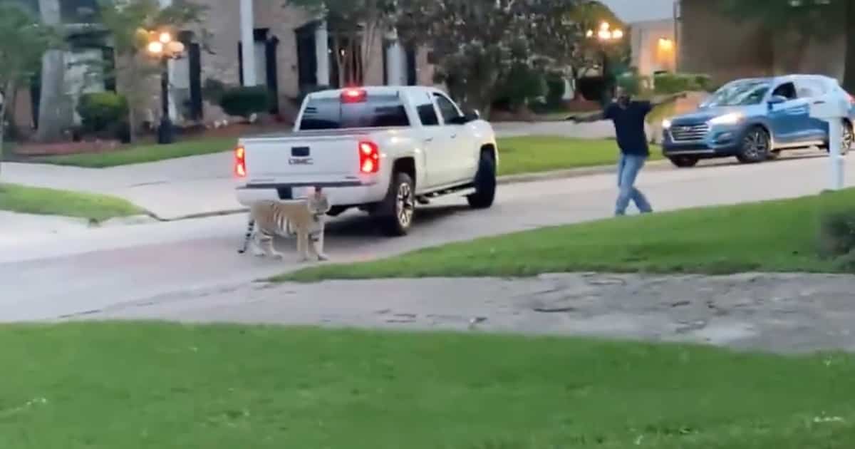 Un tigre en fuite passe proche de se faire tirer